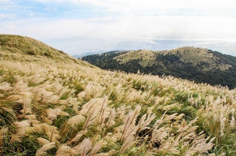 Cỏ lau Bình Liêu, Quảng Ninh 